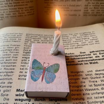 Schachtellicht Schmetterling
